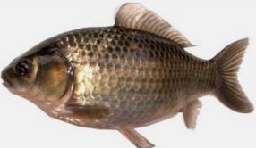 鯽魚