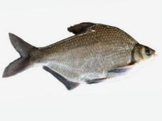 鳊魚(yú)