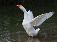 鵝