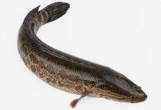 黑魚