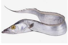 帶魚(yú)