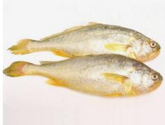 黃魚