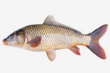 鯉魚