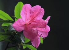 杜鵑