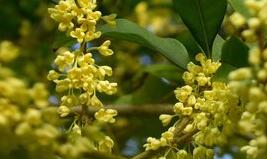 桂花