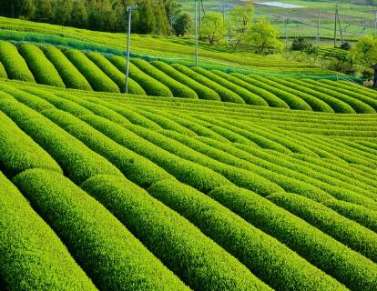 茶葉
