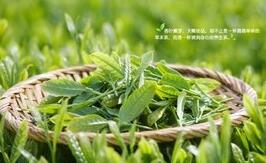 白茶