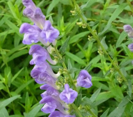 黃芩