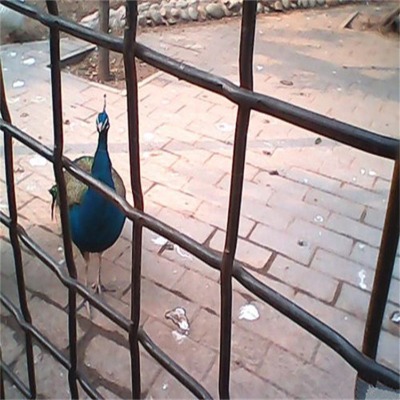 2ֿĥ䓽zW(wng)ƬFV(dng)YW(wng)ƬI(y)ۉW(wng)