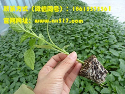 ɽl(f)ُ(gu)  ŷN20罛(jng)(yn)  ȫ