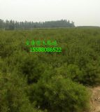 Ϸ1.5׺磬I1.5׺