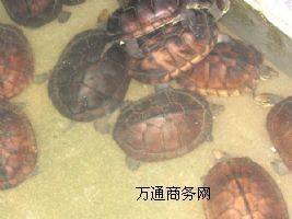 һԽϷNʯX N