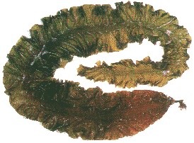 ȡsws