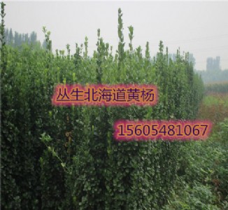 ɽ|2-34ׅSr(ji)ֱN