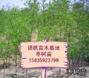 (yng)rɽ磬Ʒ