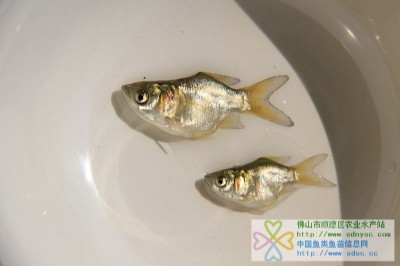 sǻ~sǴ^