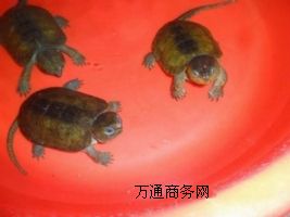 W^X(qin)һֻЈ(chng)r(ji)