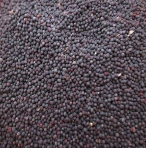 出油率高現(xiàn)貨油菜籽