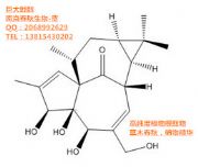SҬF(xin)؛(yng)޴ꪴ-Ingenol-30220-46-3