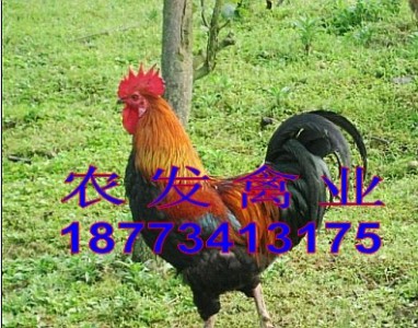 u繩