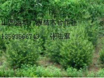 Ƥɴ̓r(ji)1-1.5װƤ
