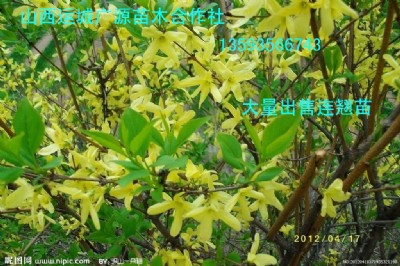 BNˎBN