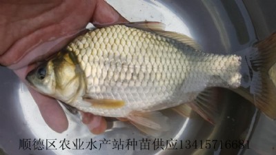 大王鯽魚(yú)苗