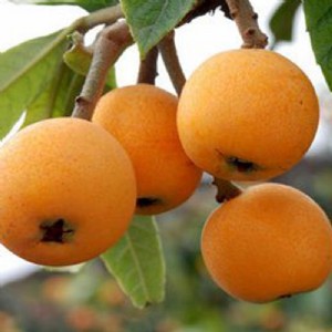 ُ(gu)޽