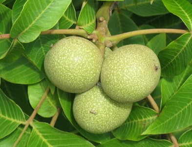 a(chn)繩(yng)