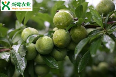 綨ֲr(sh)ںͷ