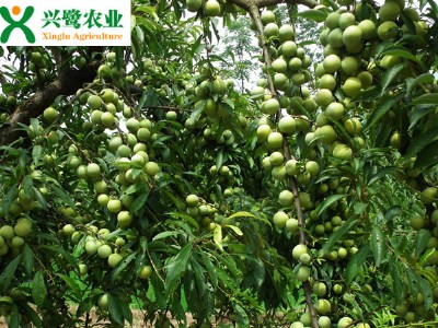 繩  Fa(chn)