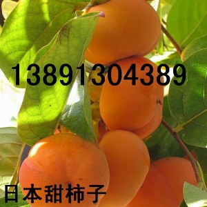 ӃrXl(f)Ӯa(chn)ձӴk