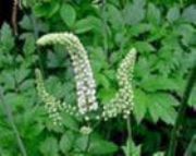 ȡBlack Cohosh(D)