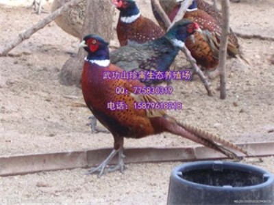 FƿhÓҰuB(yng)ֳ ̓r(ji)ÓҰuIٍ!