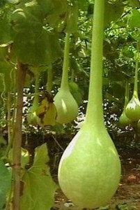 ^pJN   LJԲʺJ