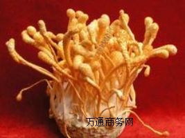 (yng)(yu)|(zh)x(chng)x(chng)a(chn)Sx(chng)؃r(ji)