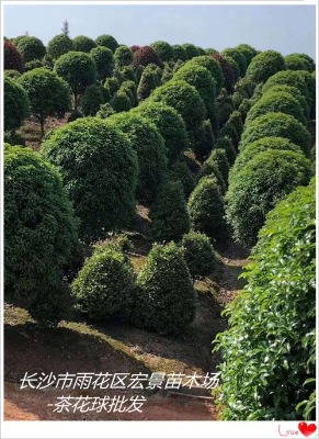 宏景湖南茶梅杯苗-長沙茶梅毛球賣的俏，發(fā)展勢頭迅猛