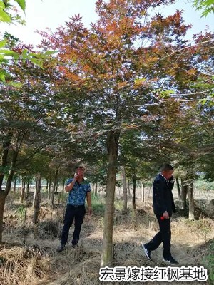 機(jī)會(huì)難得-10公分叢生嫁接紅楓-湖南紅楓苗圃起苗