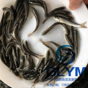~NV݇(lin)~硿yL~N