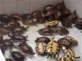 (yng)5-6ԽϷNʯX(qin)a(chn)
