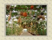 蔬菜水果大棚保溫板加熱板(圖)