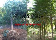 13-15֘(l)Цr(ji)