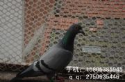 fϻB(yng)ֳƽW(wng)_(ti)W(wng)