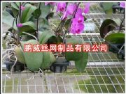 (yng)紲W(wng)紲W(wng)Ƭ\紲W(wng)紲\W(wng)S(D)