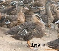 ҰB(yng)ֳҰחll(f)