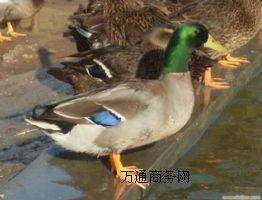 L(zhng)ҰB(yng)ֳ(chng)ҰwԼҰחll(f)