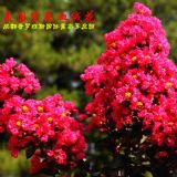 美國血絨花紫薇