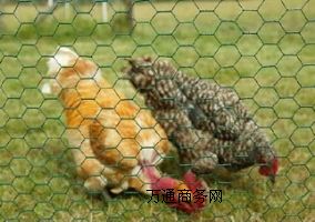 ɽB(yng)uW(wng)