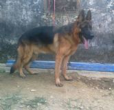 ȮB(yng)ֳ