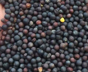 廠價(jià)直銷烏克蘭進(jìn)口油菜籽